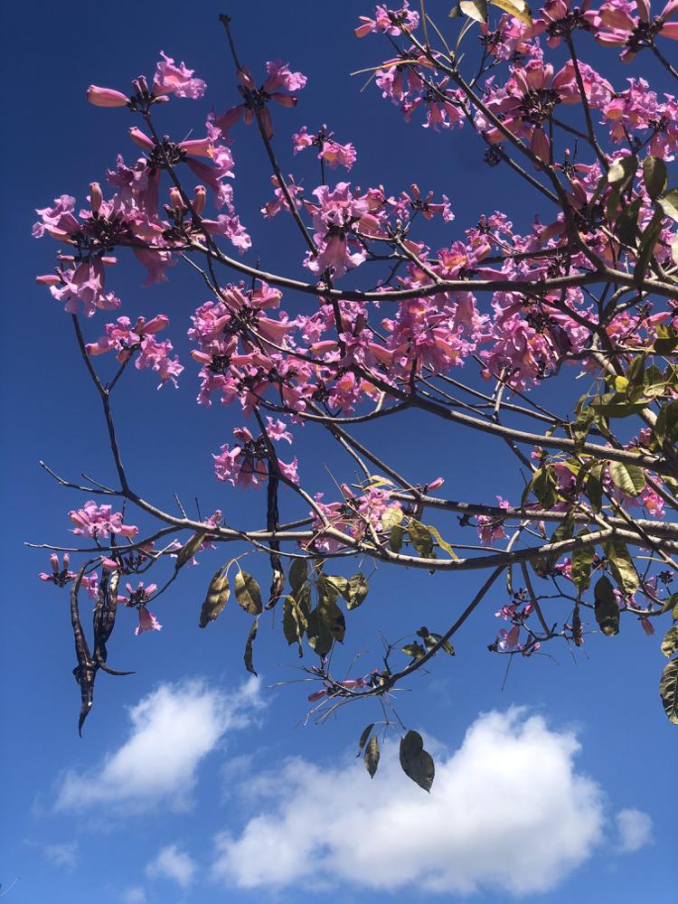 Jacaranda Tree blooms